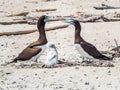 Brown Booby Parents Royalty Free Stock Photo