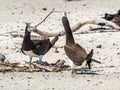 Brown Booby Couple