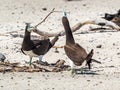 Brown Booby Couple Royalty Free Stock Photo