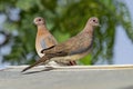 Mated Pair of Laughing Doves Spilopelia Senegalensis Perched on a Garden Shed