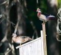 Mated pair of male and female wood duck or Carolina duck - Aix sponsa - perched on top of wooden nesting box Royalty Free Stock Photo