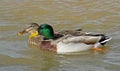 A mated pair of Mallard Ducks Royalty Free Stock Photo