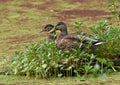 A mated pair of mallards among the water plants Royalty Free Stock Photo