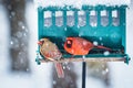 Pair of Northern Cardinals at a feeder Royalty Free Stock Photo