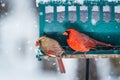 Pair of Northern Cardinals at a feeder with snow Royalty Free Stock Photo