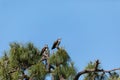 Mated pair of osprey Pandion haliaetus bird of prey in a pine tree