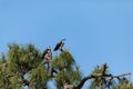 Mated pair of osprey Pandion haliaetus bird of prey in a pine tree