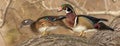 Mated Wood Ducks