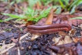Mateing millipedes Royalty Free Stock Photo