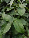 matel vegetables look lush and fresh after being exposed to rain and their green leaves,