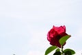 Material for cards. Rose. Royalty Free Stock Photo