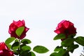 Material for cards. Rose. Royalty Free Stock Photo