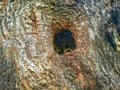 the hole in the tree,the nest of some bird