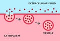 Endocytosis process. Cellular mechanism in which substances are brought into the cell. Royalty Free Stock Photo