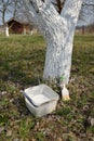 Materials for whitewashing of fruit-trees about an apple-tree trunk. Spring works in a garden