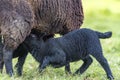 Maternal Bond, Black Lamb Feeding from Ewe