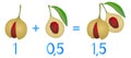 Mathematical games for children. Study the fractions numbers, example with of a nutmeg.