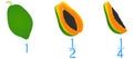 Mathematical games for children. Study the fractions numbers, example with of a papaya.