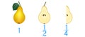 Mathematical games for children. Study the fractions numbers, example with pears.