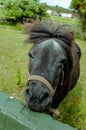 Matilda the shetland pony having a bad hair day