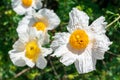 Matilija Poppies, romneya coulteri, California giant white tree poppy flowers Royalty Free Stock Photo