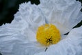 Matilija poppy