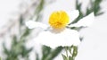 Large Matilija Poppy flower white on white with bright yellow center