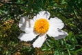 Matilija poppy flower, California Royalty Free Stock Photo