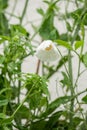 Matilija poppy flower in rain Royalty Free Stock Photo