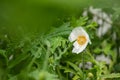 Matilija poppy flower in rain Royalty Free Stock Photo