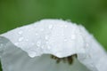 Matilija poppy flower in rain Royalty Free Stock Photo
