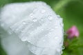 Matilija poppy flower in rain Royalty Free Stock Photo
