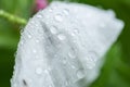 Matilija poppy flower in rain Royalty Free Stock Photo