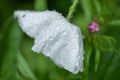 matilija poppy flower in rain.. Royalty Free Stock Photo