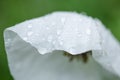 matilija poppy flower in rain.. Royalty Free Stock Photo