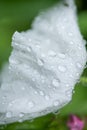 matilija poppy flower in rain.. Royalty Free Stock Photo