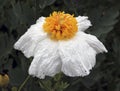 Matilija Poppy Flower