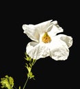 Matilija Poppy flower white yellow