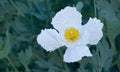 Matilija poppy in nature