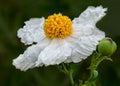 Matilija poppy in nature side view