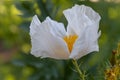 Matilija poppy opening up