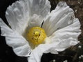 Matilija Poppy Romnea coulteri aka Fried Egg Poppy Close Up