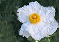 Matilija poppy