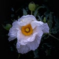 Matilija poppy in nature side view