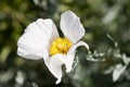 Matilija Poppy