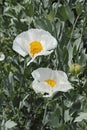 Matiliya poppies in blooming