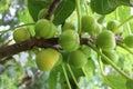 Matinenca Rimada figs tree.