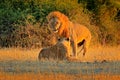 Mating action scene, animal behaviour in the nature habitat. Male and female, evening orange sun, during sunset, Chobe National Pa Royalty Free Stock Photo