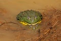 Mating African giant bullfrogs Royalty Free Stock Photo
