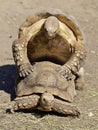 Mating of sulcata tortoises